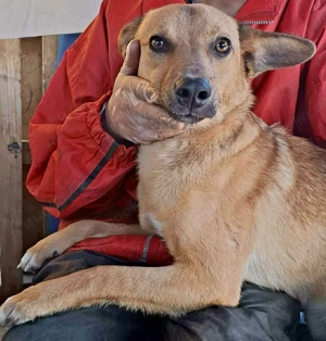 Linus   junger Rüde sucht ein geduldiges und liebevolles Zuhause Bild 5