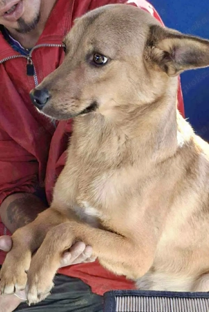 Linus   junger Rüde sucht ein geduldiges und liebevolles Zuhause Bild 6