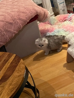 Reinrassige Perser kitten Bild 6