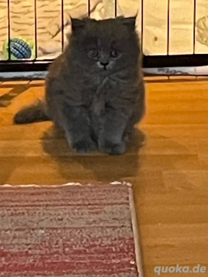 Reinrassige Perser kitten Bild 2