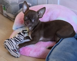 Unsere kleinen Chihuahua-Wunder suchen ein Zuhause 