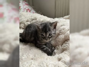 Bengal Kitten - reinrassig : männlich - Silber , Braun - weiblich 