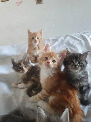 Maine Coon Kätzchen zum Neuen Jahr 