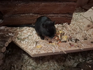 Wüstenrennmaus sucht neues Zuhause 