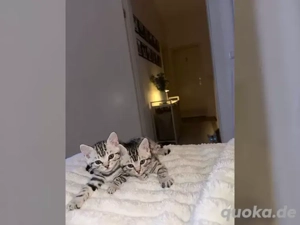 Wunderschöne Bengal-Kätzchen