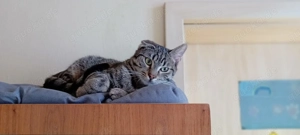 Unser entzückender Traumkater mit besonderer Optik, Moritz, sucht sein goldenes Körbchen