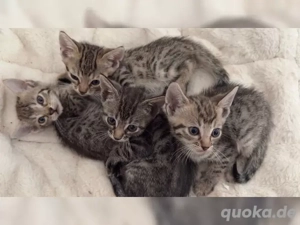 Reinrassige Bengalkitten mit Stammbaum suchen neues Zuhause