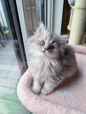 Wunderschönen langhaarige BKH Kitten 