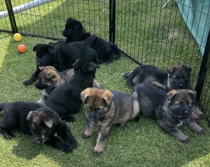 Schäferhund Welpen, mit Papiere vom Verein für deutsche Schäferhunde