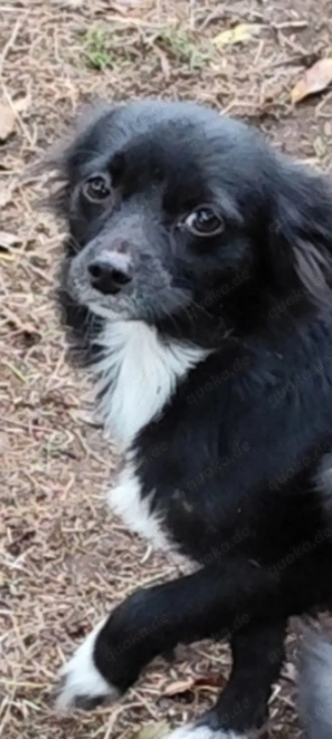 Chihuahua Mix Hündin 