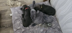 cane corso rottweiler Welpen 