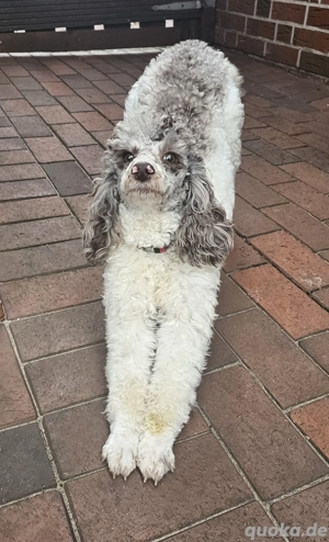 Zwergpudel Deckrüde ( kein Verkauf)  Bild 3