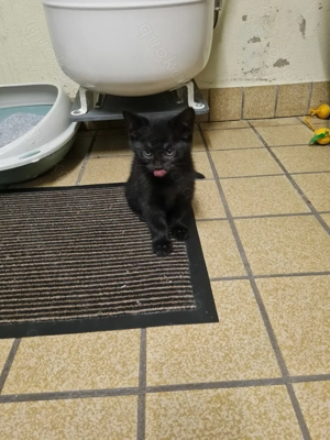 Kleine Kater sehr süß 