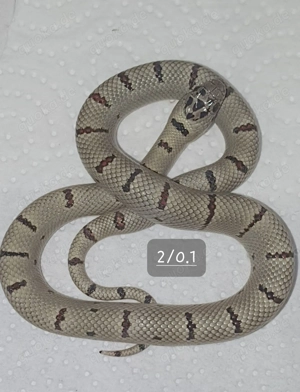  Lampropeltis leoni 