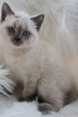 nur noch 1 baby katze 