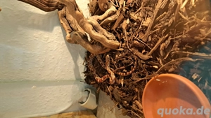 drei kleine Kornnattern suchen ein tolles Zuhause