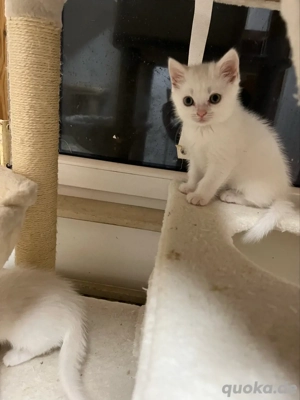 Bengal-Perser Exotic Kitten geimpft ,mehrfach entwurmt mit Starter Paket