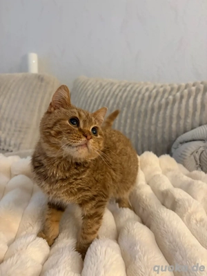 Britzisch kurzhaar Mix 