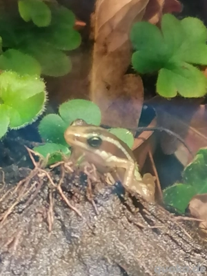 Epipedobates anthonyi abzugeben 