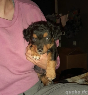 Süße Mischlingshündin sucht ihr 5 Sterne Zuhause