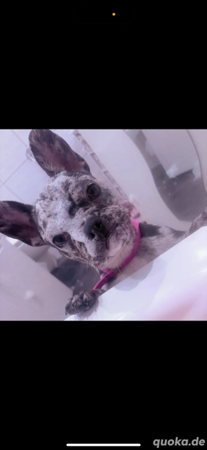 Französiche Bulldogge 
