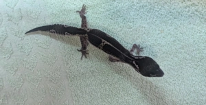 Leopardgecko Weibchen Black Night 0.1 aus eigener Zucht  Bild 2