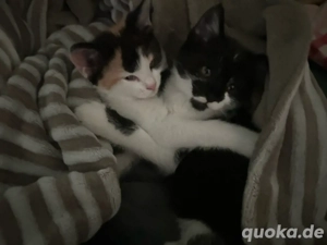 Mischlingskatzen, dreifarbig schwarz-weiße, weiblich