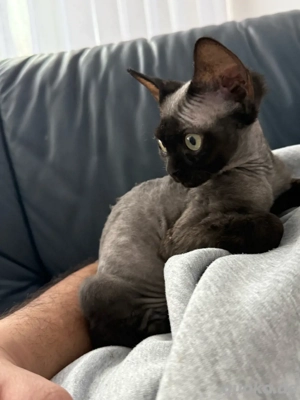 Devon Rex Kitten weibchen mit Stammbaum 