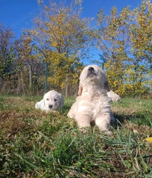 Golden Retriever Welpen