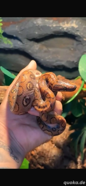 2x regenbogen boas + terrarium