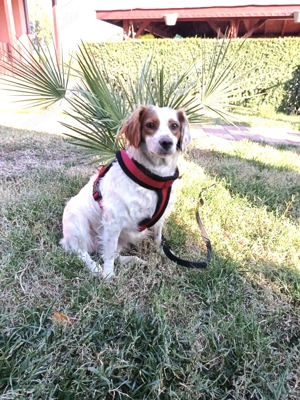 Emma ein Epagneul Bretone super lieb 