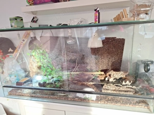 Terrarium mit schiebetüren mit Zubehör und 4 Geckos 