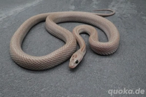 Kornnatter Cinder Striped 0.1 Weibchen Bild 3