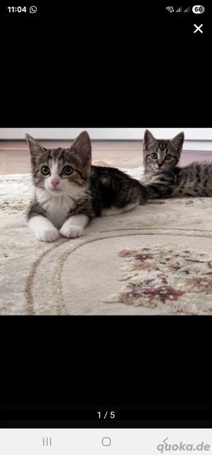 Kitten sehr zahm Tierartztcheck