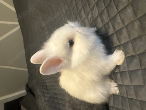 Kaninchen Babys 8 Wochen alt 