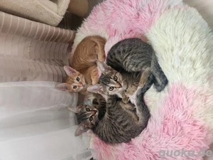 Es werden zwei Mädchen verschenkt, sie sind vier Monate alt.