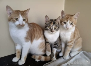 junge Katzen suchen liebevolles Zuhause 