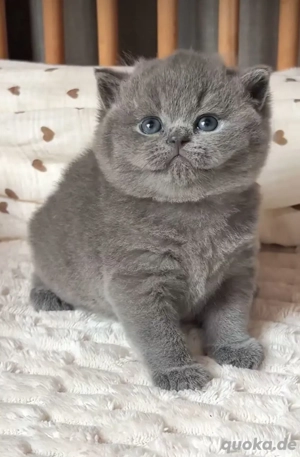 Frohe Weihnachten       **      **Lernen Sie Lola kennen   Unsere wunderschöne British-Shorthair-Pri