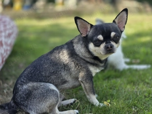 Chihuahua auszugsbereit Bild 3