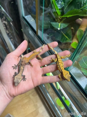 1.2 Kronengeckos  Hamm oder Abholung 