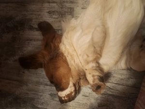 Super liebe verspielte Basset Hound Hündin 6 Monate alt