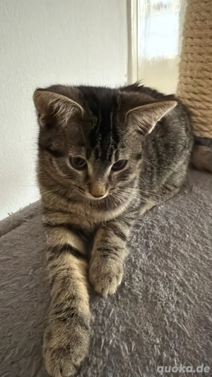 kleine mix kätzchen 