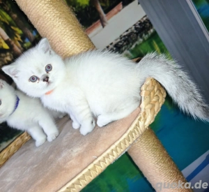 Britisch kurzhaar Mädchen 