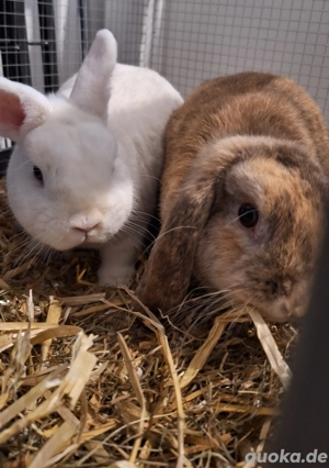 Zwergwidder Kaninchen (Häsin) und Hermelin Blauaugen Böckchen Frühkastrat 8 9 Monste jung