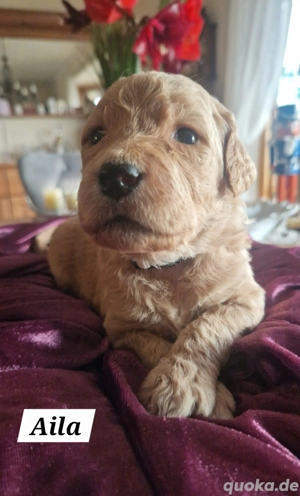 Goldendoodle F1 Amerikanische Linie    Zauberhafte Goldendoodle Welpen suchen ihr Für-Immer-Zuhause!