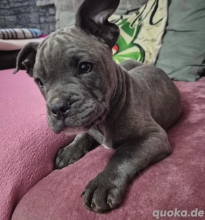 Süßer kleiner Mix Rüde 