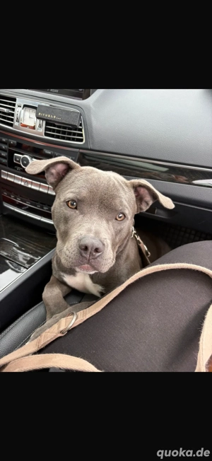 american bully hündin