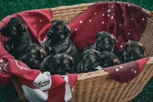 Deutsche Schäferhunde von Thümmlitz