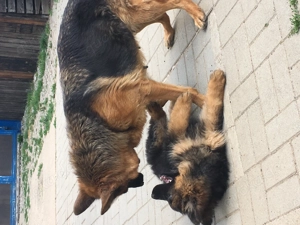 Schäferhundwelpen Zwinger vom Wolfsberg  Bild 3