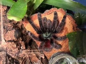 Caribena versicolor 0.1 